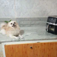 سگ گمشده|حیوانات|اصفهان, مارچین|دیوار