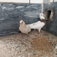 جفت جوجه طوقی خفت