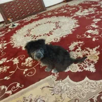 واگذاری سگ شیتزو|سگ|مشهد, عبادی|دیوار