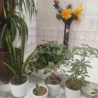 گل طبیعی با مصنوعی
