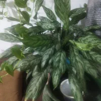 گل آپارتمانی