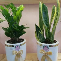 کارهای آماده .گل آپارتمانی.استند فلزی.پاپیون پلنت