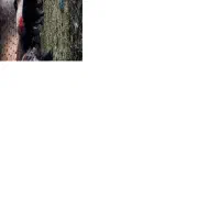 یک عدد بزغاله سلامت