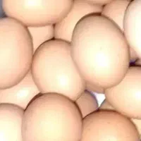 تخم مرغ محلی نطفه دار