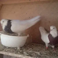 طوقی|پرنده|گلستان (تهران), |دیوار
