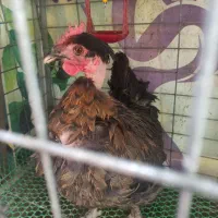 مرغ محلی|حیوانات مزرعه|قم, هنرستان|دیوار