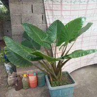 گل بابا آدم یک ساله
