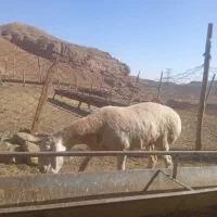 بره ماده چینی قندوزی|حیوانات مزرعه|کرمانشاه, |دیوار