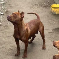 پیتبول|سگ|تهران, ترمینال غرب|دیوار