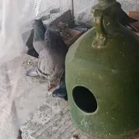 کبوتر اصفهانی یا همان برجی|پرنده|عسگران, |دیوار