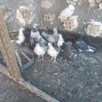 کفترصید|پرنده|مشهد, نیزه|دیوار