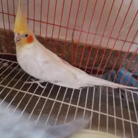 یک جفت عروس هلندی