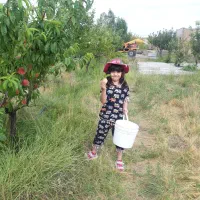 اجاره ۶ هکتار|اجارهٔ دفتر صنعتی، کشاورزی، تجاری|مرند, |دیوار