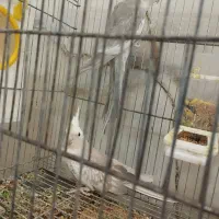 عروس هلندی مولد باجوجه|پرنده|ری, علایین|دیوار