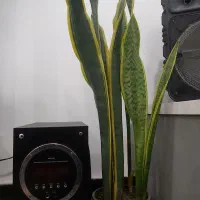 سانسوریا ویوکا