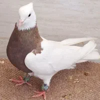 طوقی گمشده|حیوانات|اهواز, رسالت|دیوار