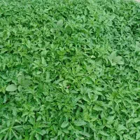 نهال‌گوجه‌سه‌حلقه‌آمریکای