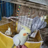 عروس هلندی|پرنده|شاهین‌شهر, سعدی شمالی|دیوار