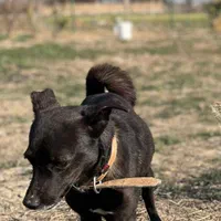 سگ نژاداشپیتزگمشده