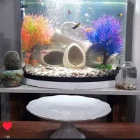 آکواریوم شیشه خم