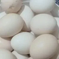 تخم مرغ خریدارم