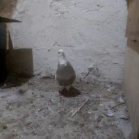 کبوتر|پرنده|بستان آباد, |دیوار