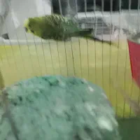 یک جفت مرغ عشق با تخم