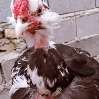 فروش یا معاوضه گلین فقط با بره