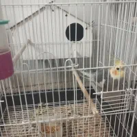 طوطی و مرغ مینا|پرنده|تاکستان, |دیوار