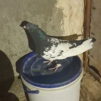 کفتر|حیوانات مزرعه|مشهد, شهرک امام سجاد|دیوار