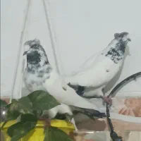 کله دم سبز|پرنده|قرق, |دیوار