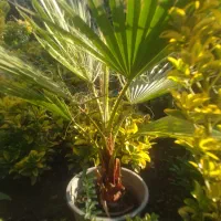 خرزهره ،میخک،مینیاتوری،شمشادطلایی،کاج|خدمات باغبانی و درختکاری|چابکسر, |دیوار