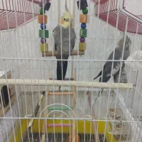 یک جفت عروس هلندی سالم و مولد
