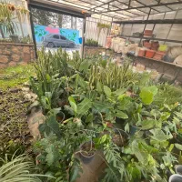 فروش ویژه گل و گیاه آپارتمانی