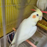 عروس هلندی لوتینو|پرنده|مشهد, رستگار|دیوار