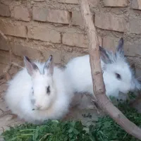 دو عدد خرگوش تپل خانگی