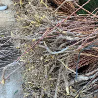 نهال زرشک بیدانه قائنات|خدمات باغبانی و درختکاری|گناباد, |دیوار