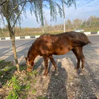 اسب نر۷ب۸سواری ارام