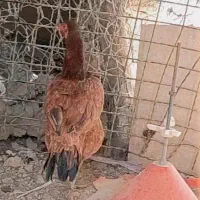 ماکیانلاری|حیوانات مزرعه|سراوان, |دیوار