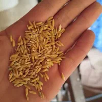 چلتوک درجه یک هر ۶کلیو ۴برنج  میده