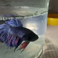 فایتر نر ماده و جفت موجوده