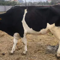 گاو هلشتاین