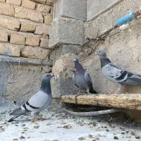 پلاکی|پرنده|شیراز, ارم|دیوار