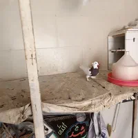 کفتر طوقی