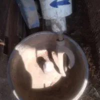 فروش خمیرگیر15کیلویی اصل چین