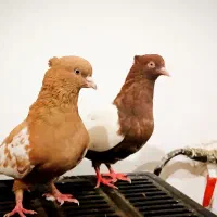 نروماده سینه