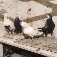 کبوتر قشنگ|پرنده|بروجرد, |دیوار