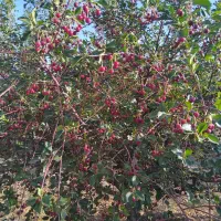 زمین باغی گوار