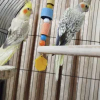 جفت عروس هلندی گل باقالی زیبا و بازیگوش|پرنده|تهران, یافتآباد|دیوار