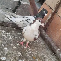 کفتر|پرنده|گرگان, |دیوار